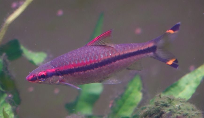 roseline barb-post maracyn2.jpg