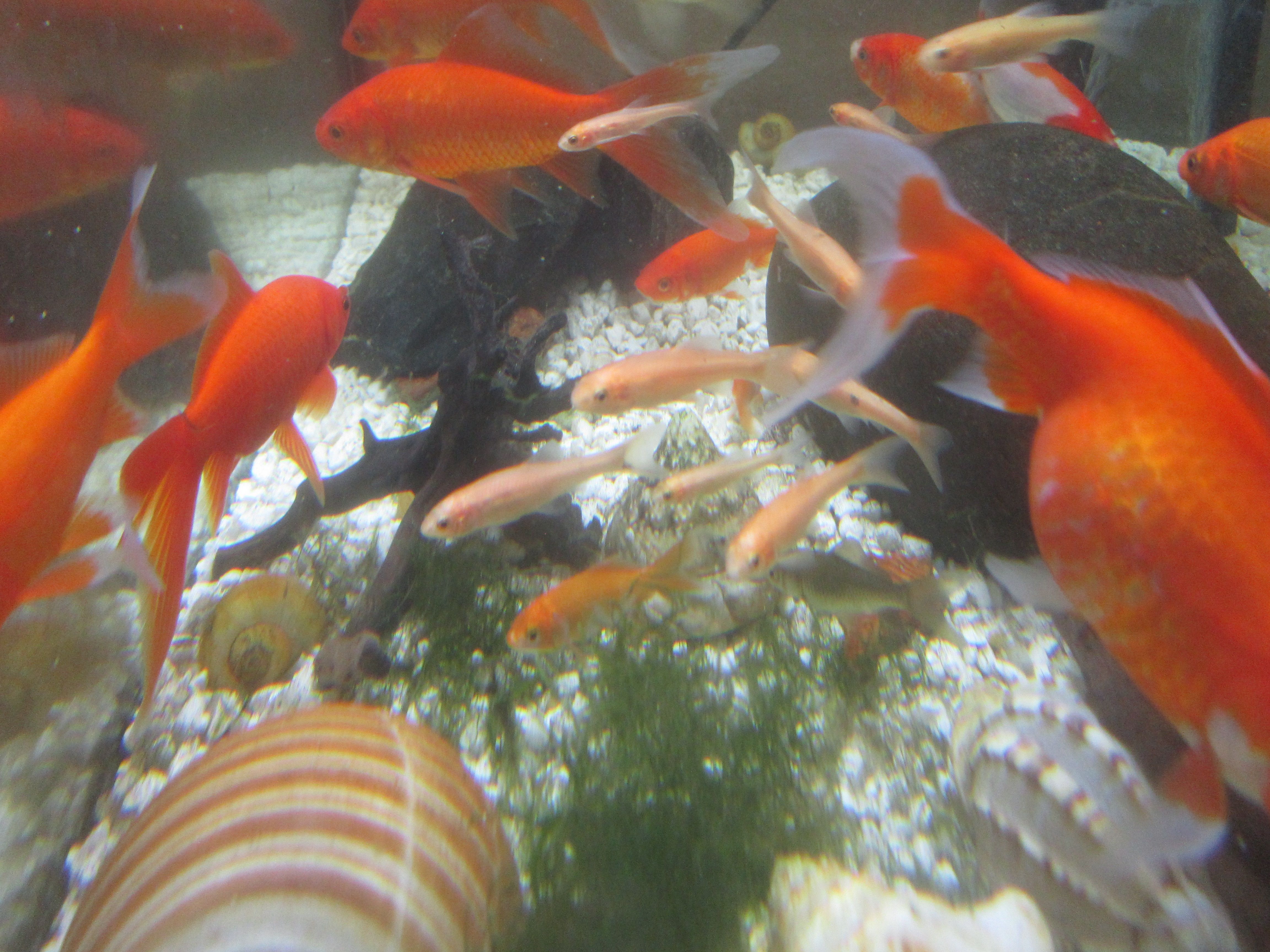 Rosy red minnows clan