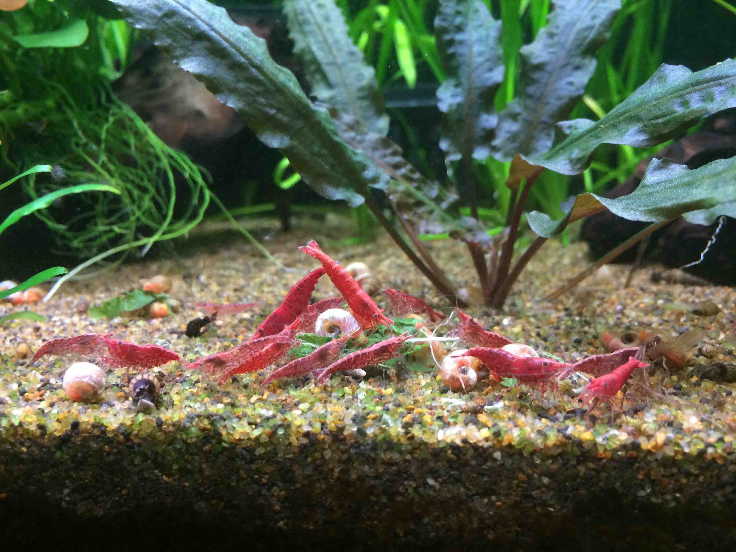 Royal Battle over aramanth leave.jpg