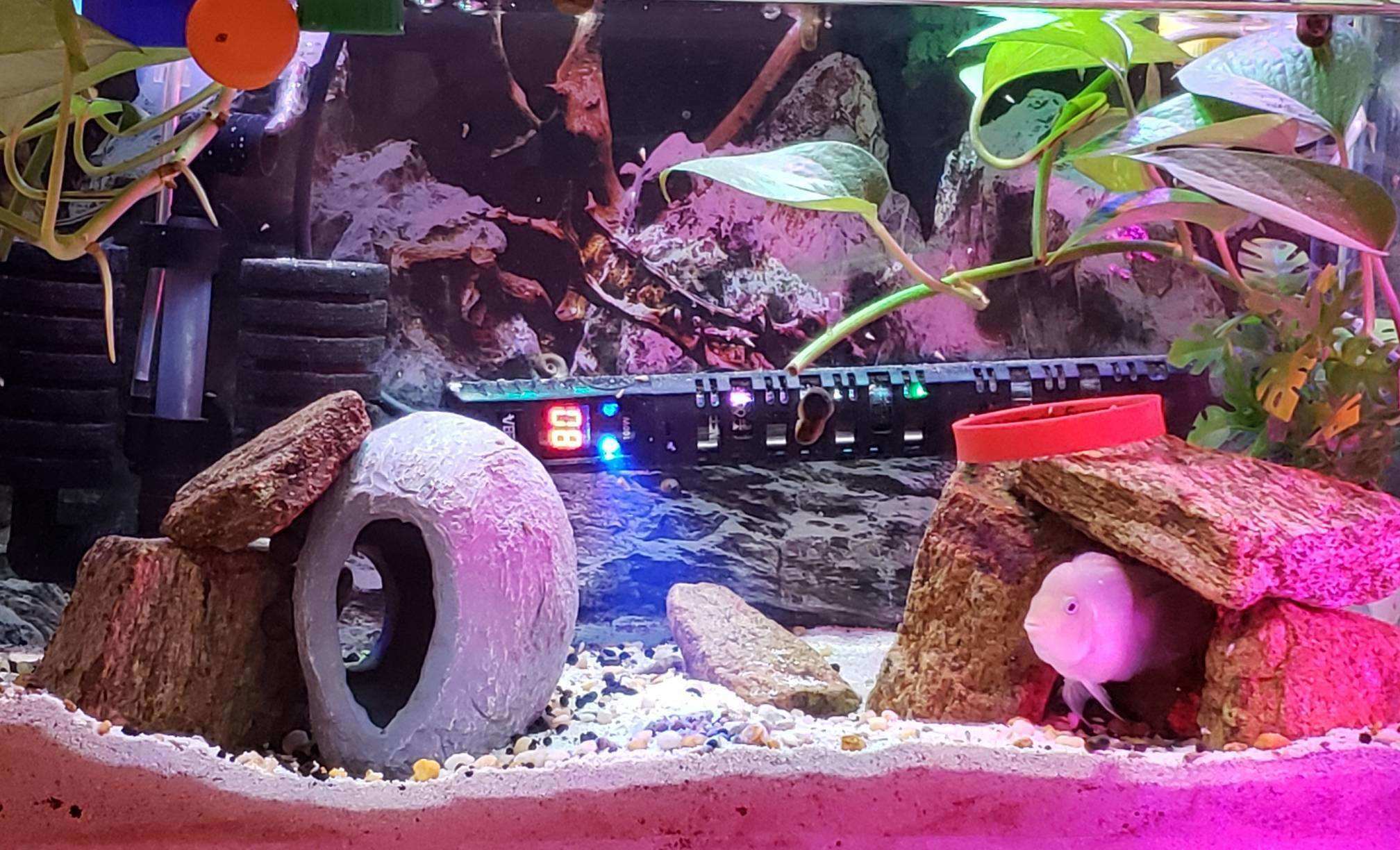 rsz_2018cichlidtank.jpg