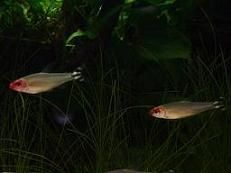 rummy_nosed_tetra.JPG
