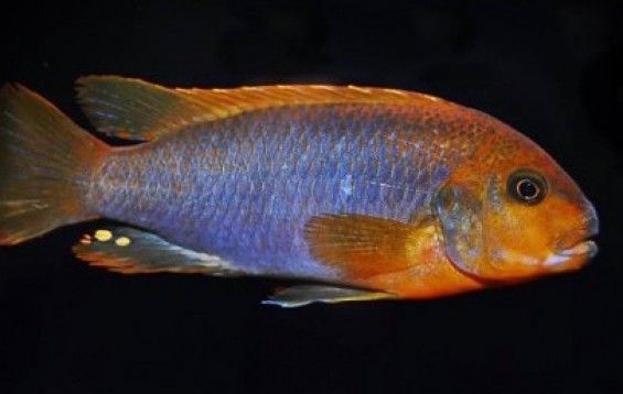 Rusty_Cichlid_Iodotropheus_sprengerae.jpeg