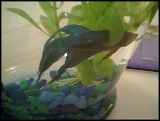 Sadfishie.jpeg