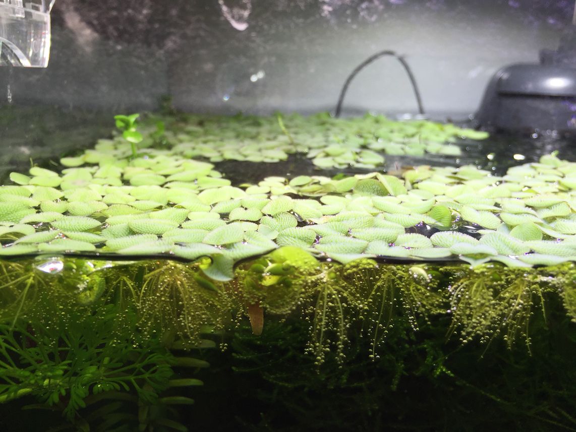 salvinia.jpg