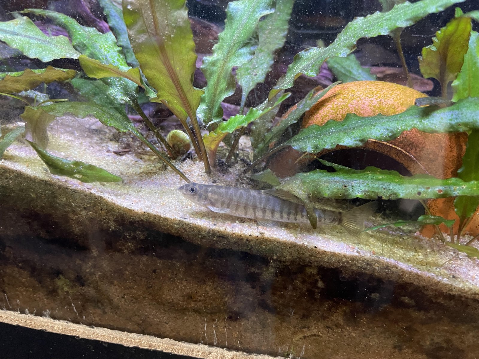 sand loach.jpg