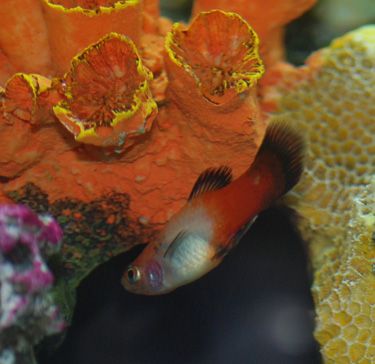 SBplaty.jpg
