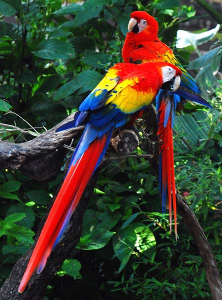 scarlet-macaw-and-eggs-1387503.jpg