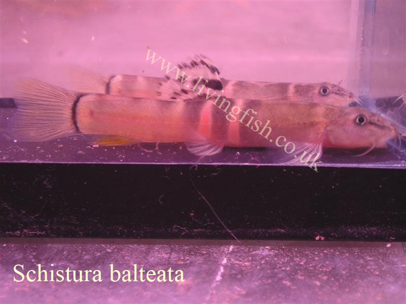 Schistura_balteata.jpg