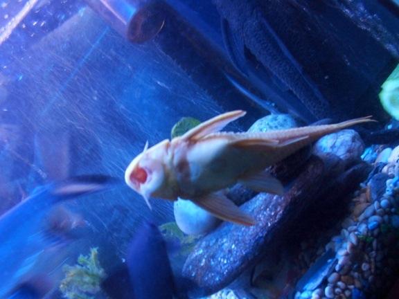 Scottie___Albino_Pleco.JPG