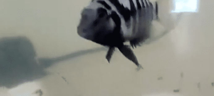 Screen Shot 2021-05-31 at 12.48.41 AM.png