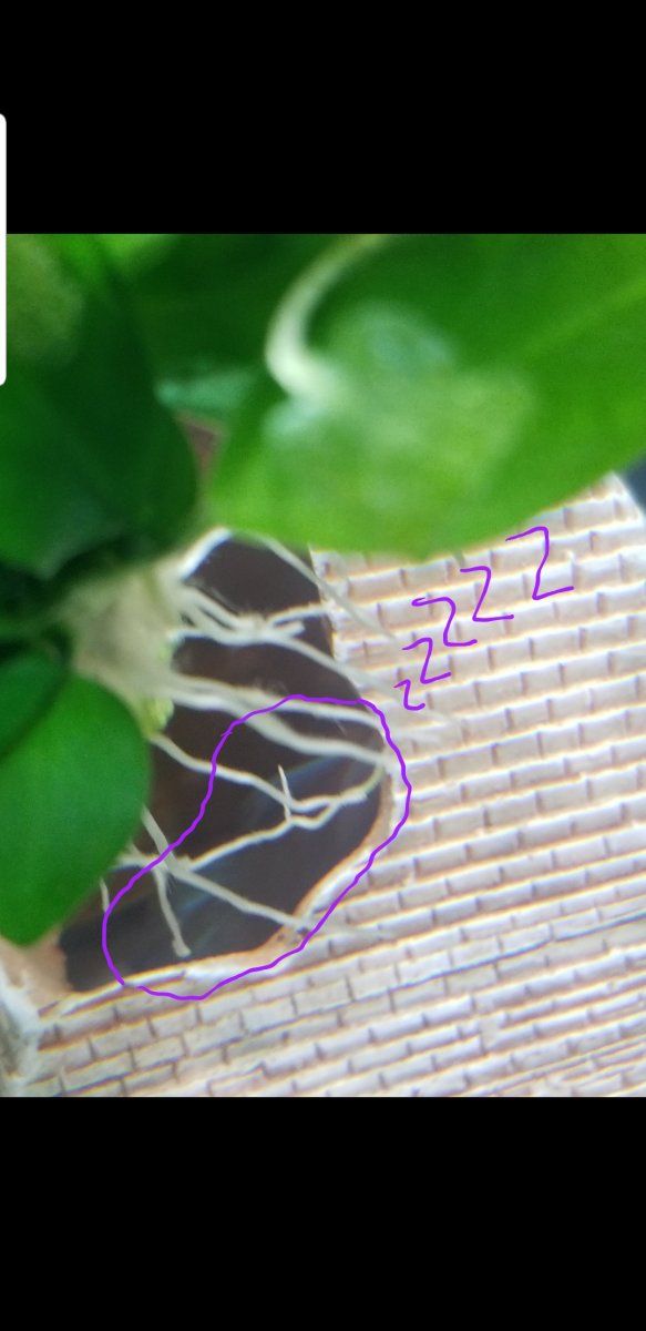 Screenshot_20190909-072026_Gallery.jpg