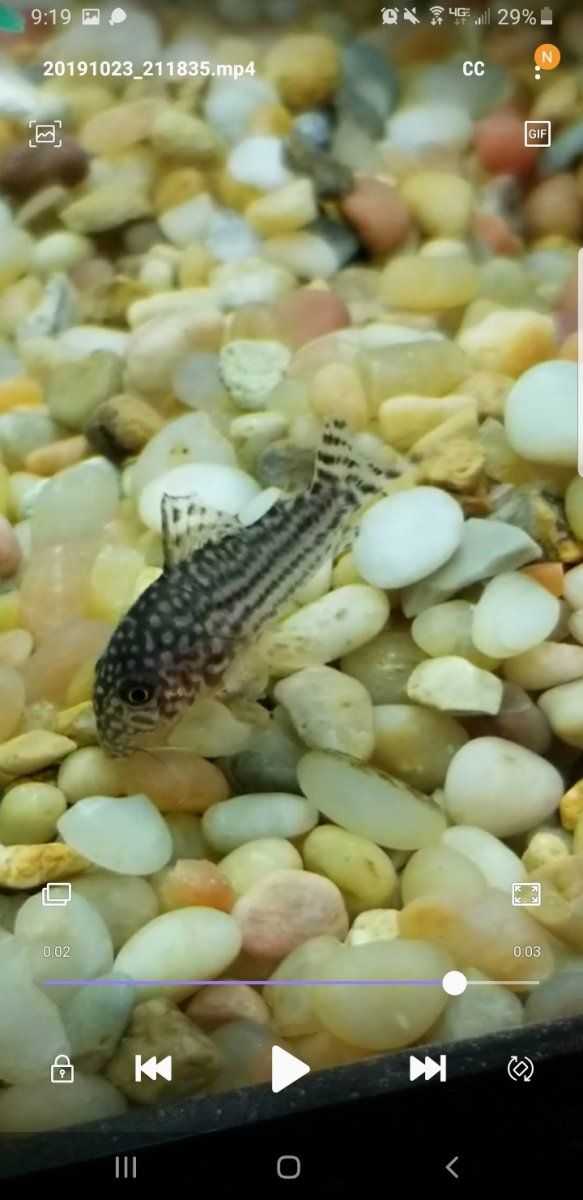 Screenshot_20191023-211919_Video Player.jpg