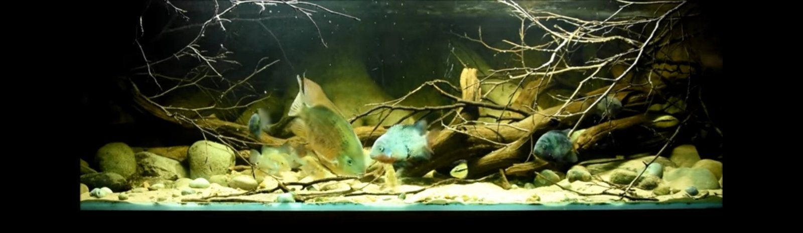 Screenshot_20211030-125849_YouTube.jpg