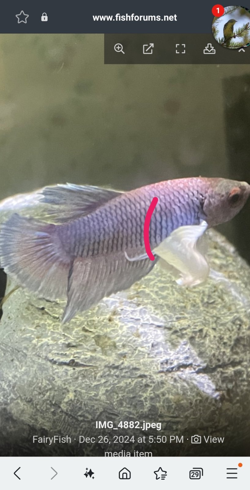 Screenshot_20241226_175848_Samsung Internet.jpg