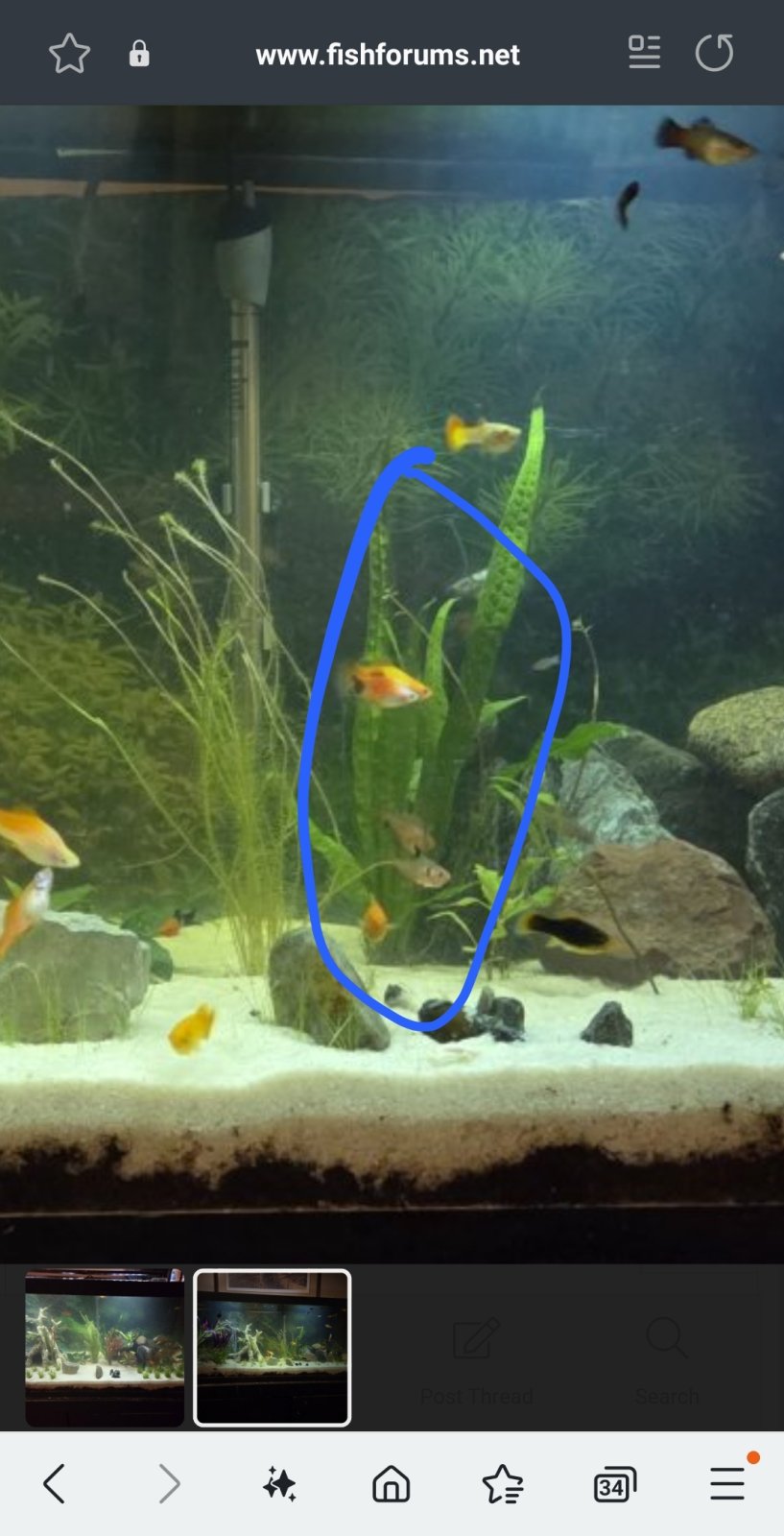 Screenshot_20250404_002915_Samsung Internet.jpg