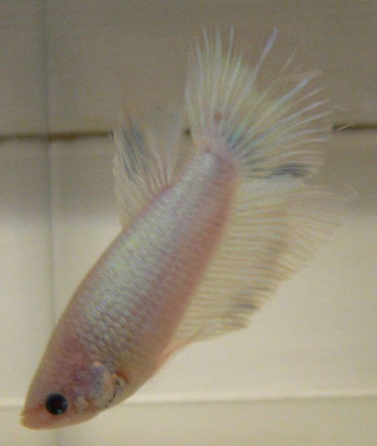 SD5_20Light_20Male.jpeg