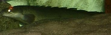 Senegal_Bichir.JPG