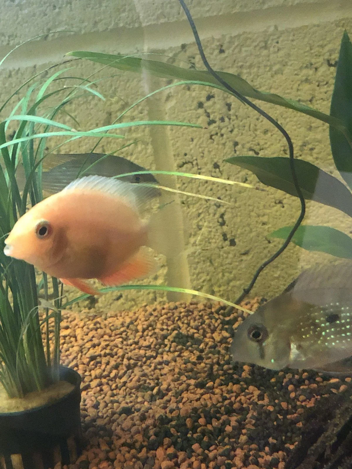 Severum and acara.jpg
