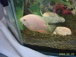 Severum_3.JPG