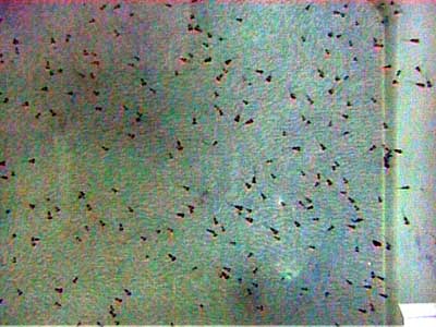 Severum_Fry_3_6.13.03.JPG