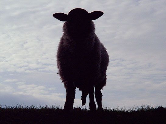 sheep.jpg