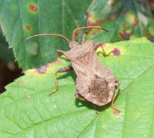 Sheildbug_500.jpg