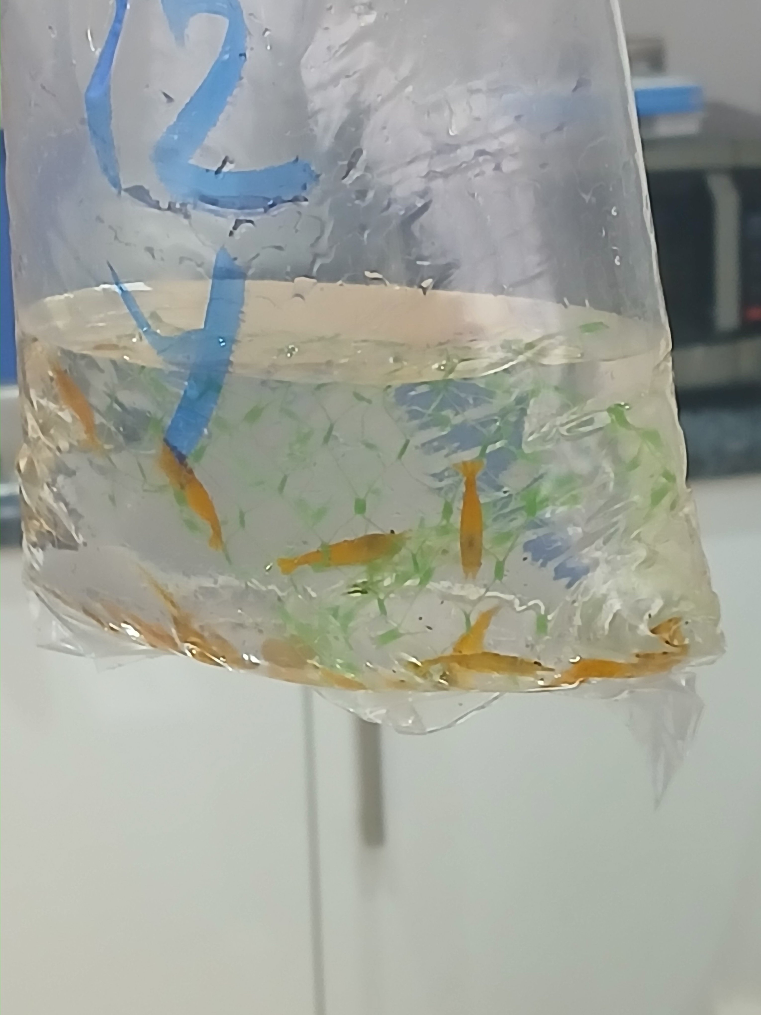 Shrimp Delivery Another view