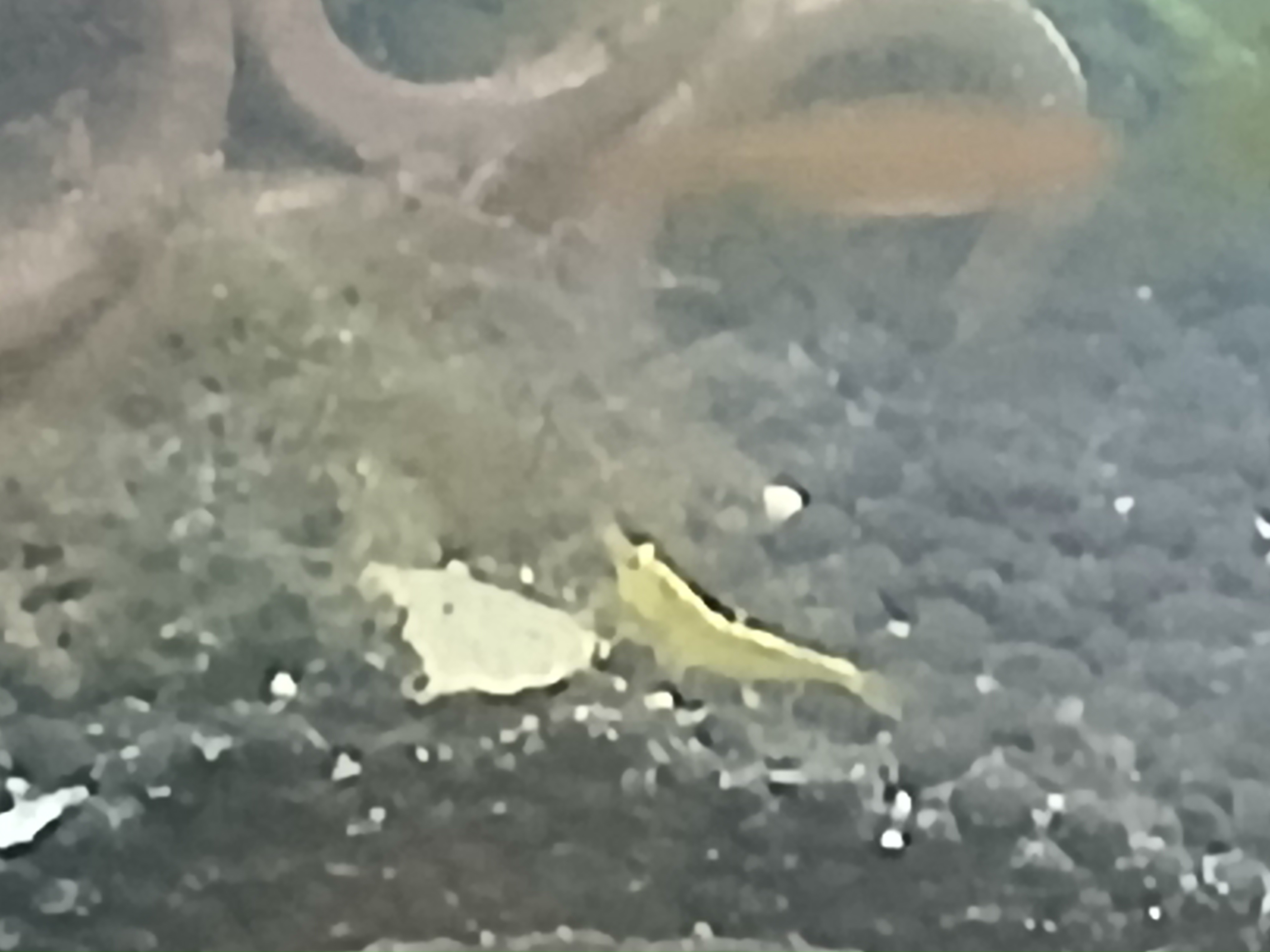 Shrimp eating