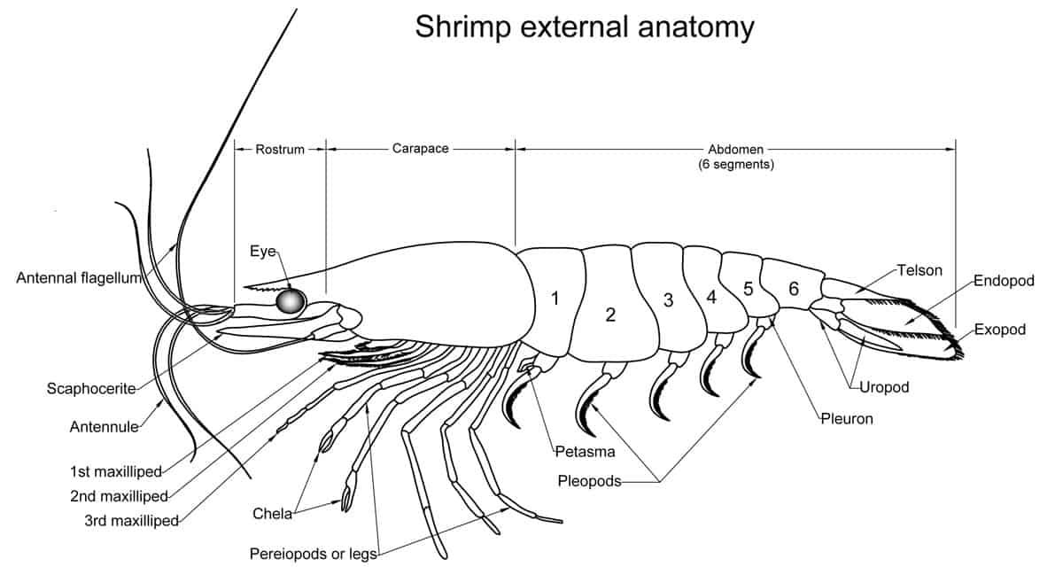 Shrimp-external-anatomy.jpg