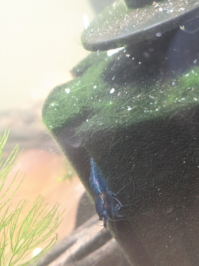 shrimp with brown spot.jpg