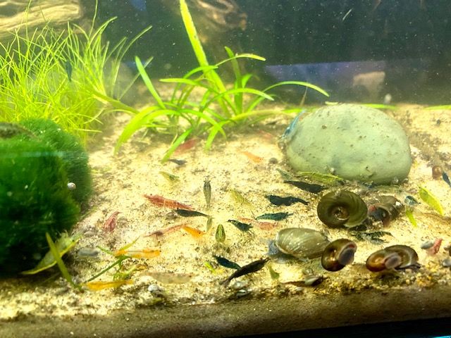 shrimp2.jpg