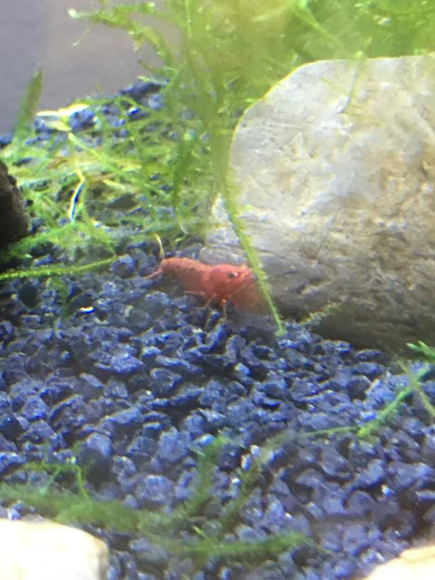 Shrimp4.jpeg