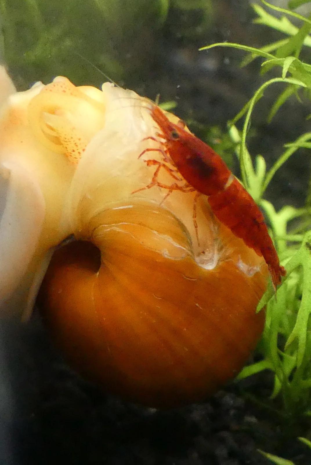 shrimpband.webp