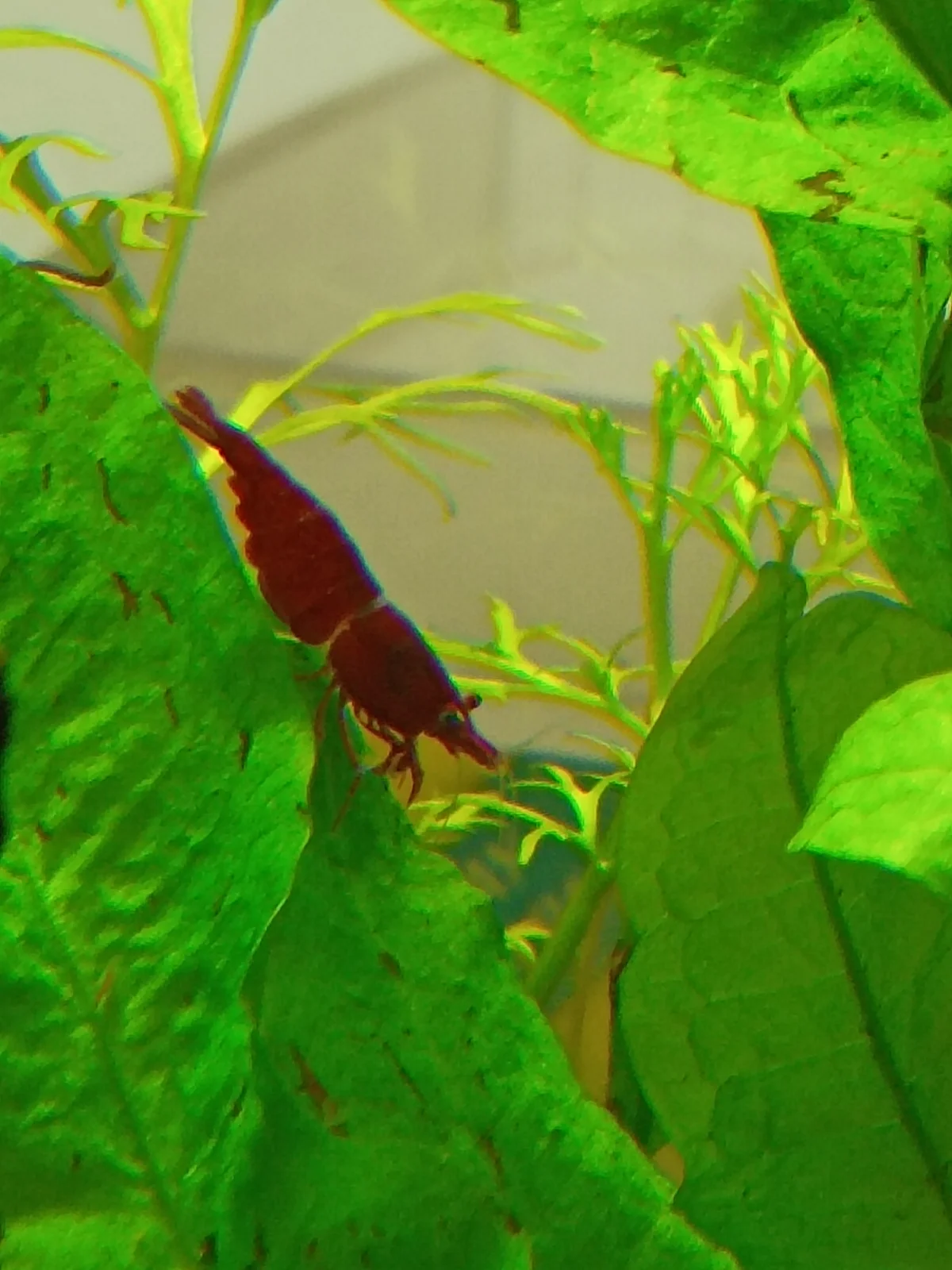 shrimpband2.webp