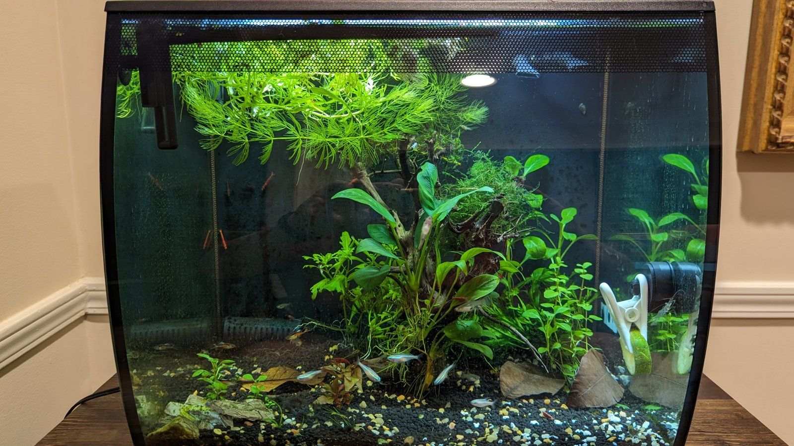 shrimptankfront21feb24.jpg