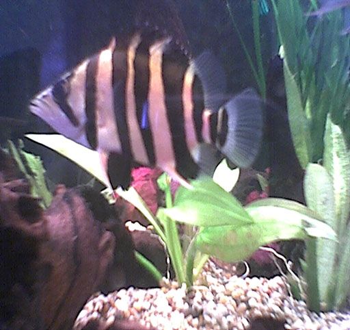 Siamese_Tiger_fish.jpg