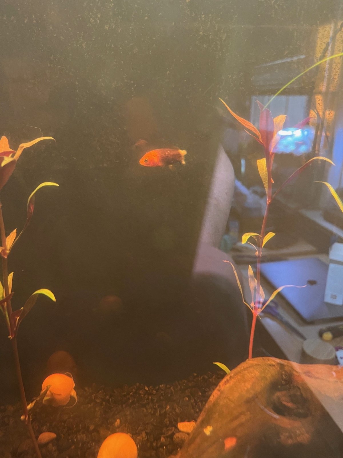 sick fish 2.jpg