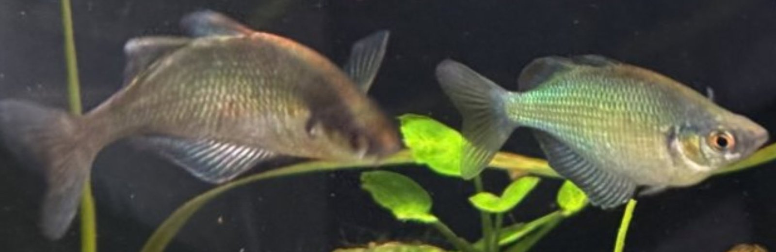 sick fish.jpg