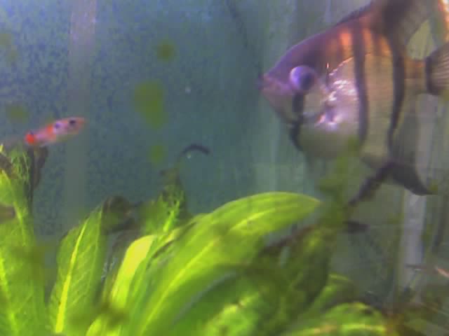 sickangelfish.jpg