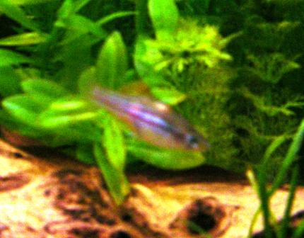 sickfish_003.jpg