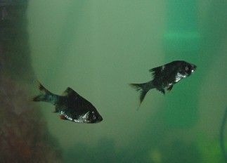 sickfishie.jpg