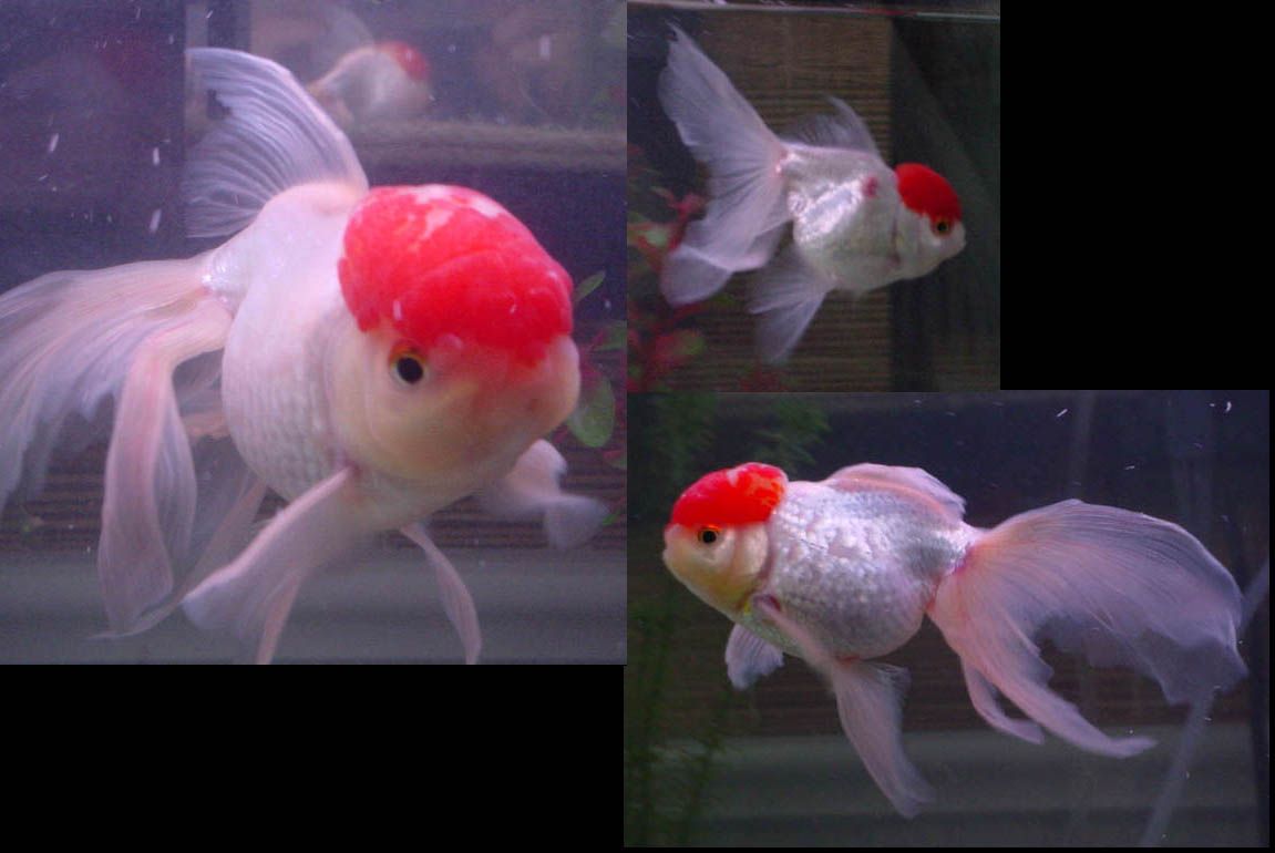 SickFishTogether.jpg