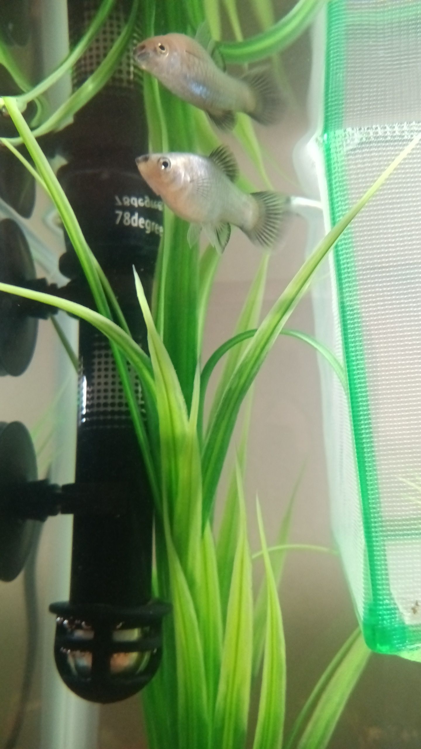 Silver Platy Momma