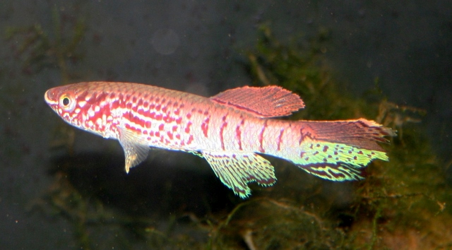 sjo 008 (640x354).jpg