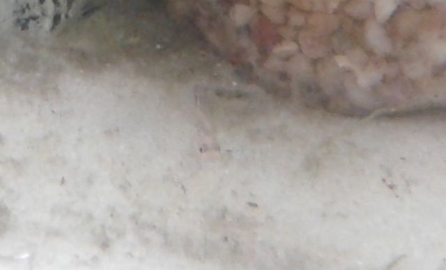 Small Ember Fry.jpg