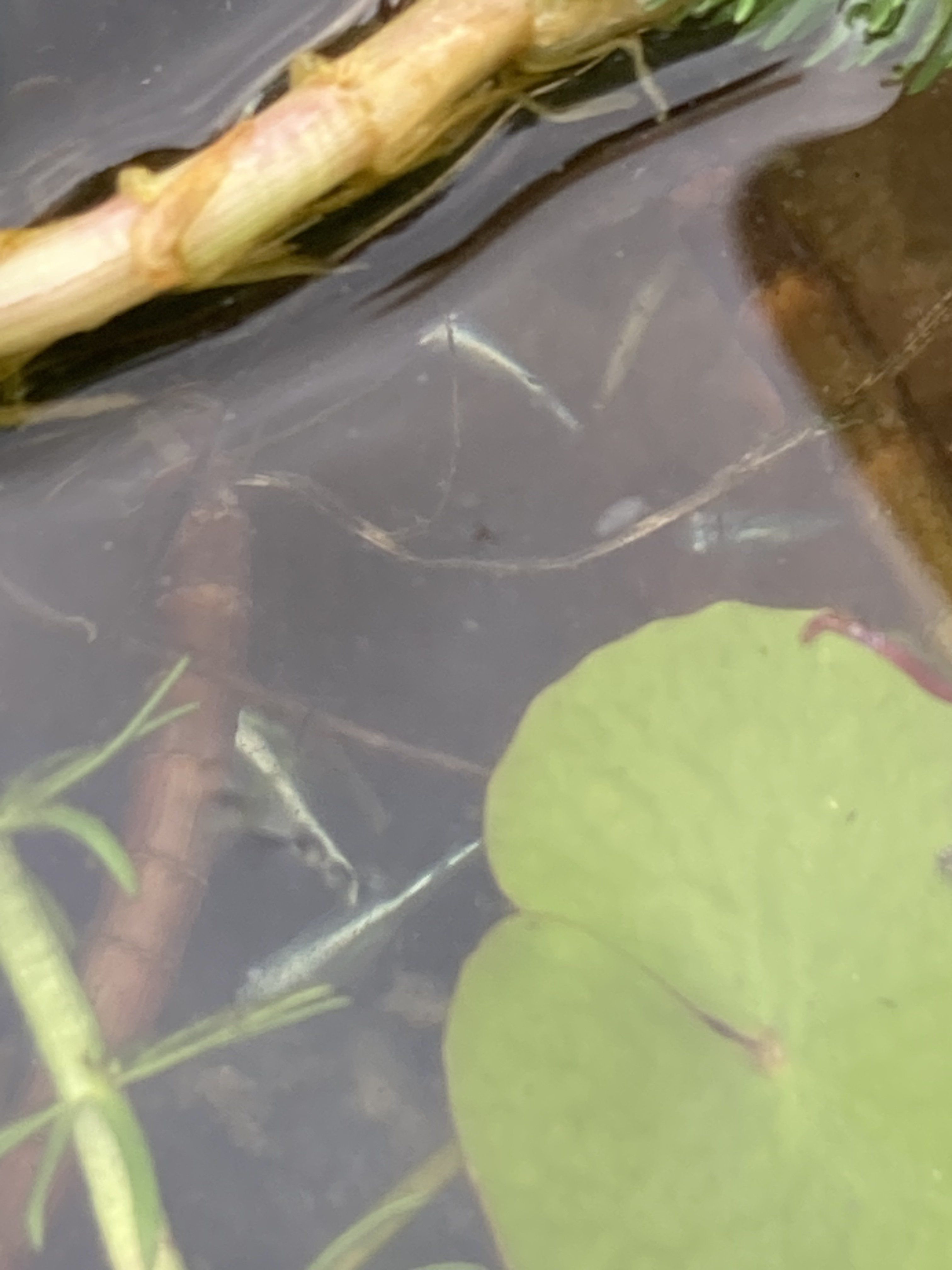 Small Rice fish pound