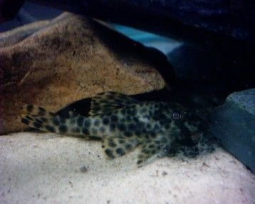 small_plec.jpg