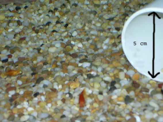 SmallestPlaty.jpg