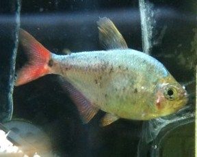 smallfish.jpg