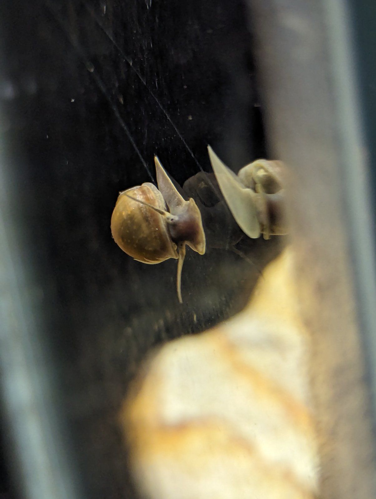 snail.jpg